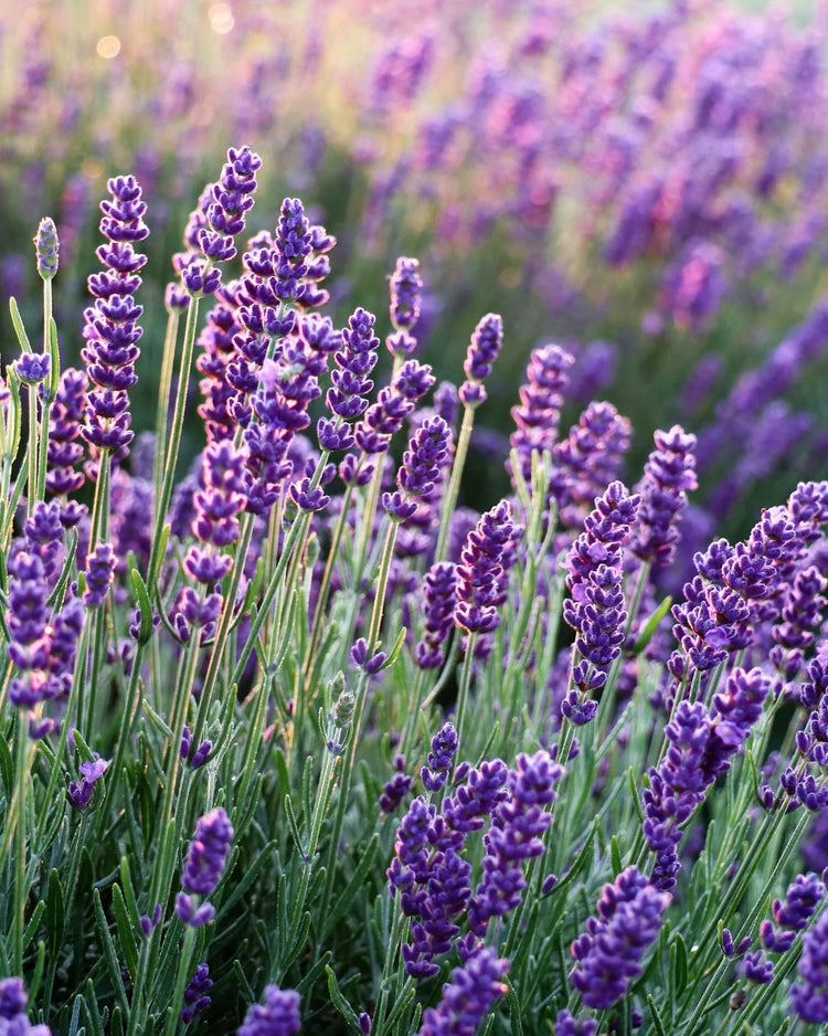 Duft des Monats I LAVENDEL