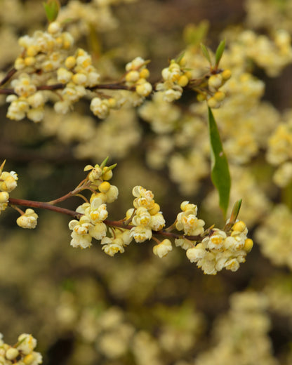 LITSEA CUBEBA BIO