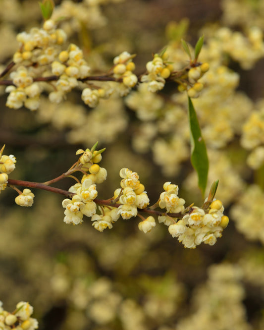 LITSEA CUBEBA BIO